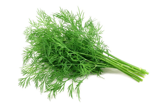 Dill Seeds | 200+ Seeds | Grow This Tasty Herb in Your Garden