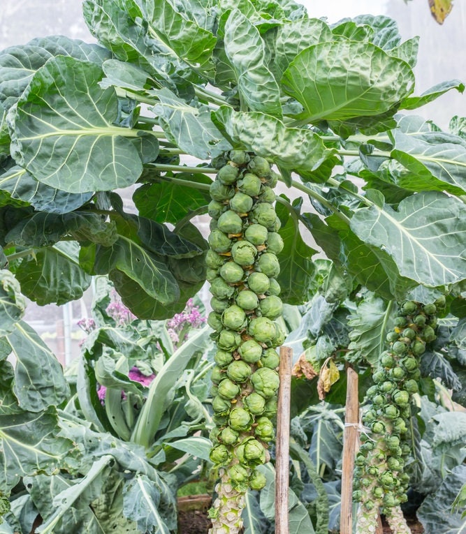 Green Brussel Sprouts Seeds | 250 Pack | Grow Your Own Food