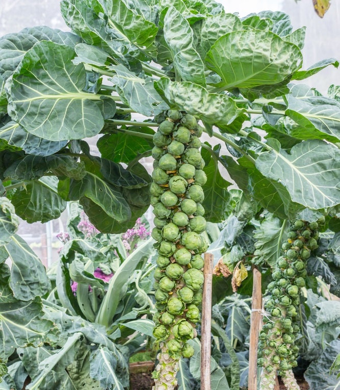 250 Long Island Brussel Sprouts Seeds | Grow Your Own Food