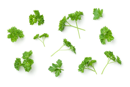 Parsley Seeds | 150+ Seeds | Grow This Tasty Herb in Your Garden