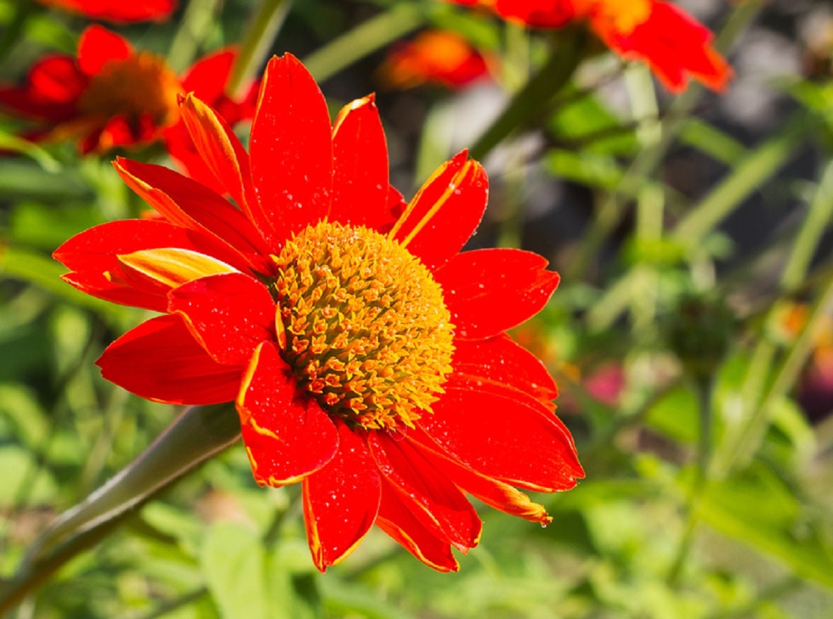 Mexican Sunflower Seeds for Planting | 75+ Seeds | Orange Tithonia Mexican Sunflower Bush