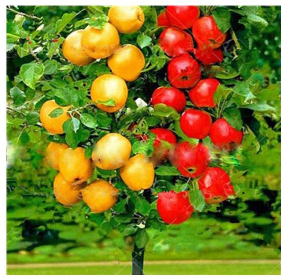 Apple Tree Seed to Bonsai - 20 Seeds - Grow Exotic Indoor Fruit Bonsai