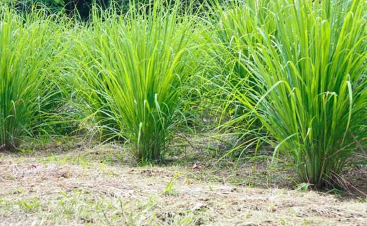 Lemongrass Seeds - 100 Seeds - Popular Garden Herb - Ships from Iowa, Made in USA - Grow Lemon Grass