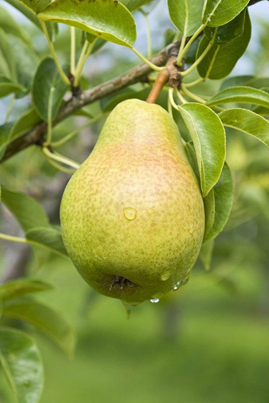 Pear Tree Seeds - 20 Seeds - Grow Fruit Bearing Bonsai - Made in USA. Ships from Iowa