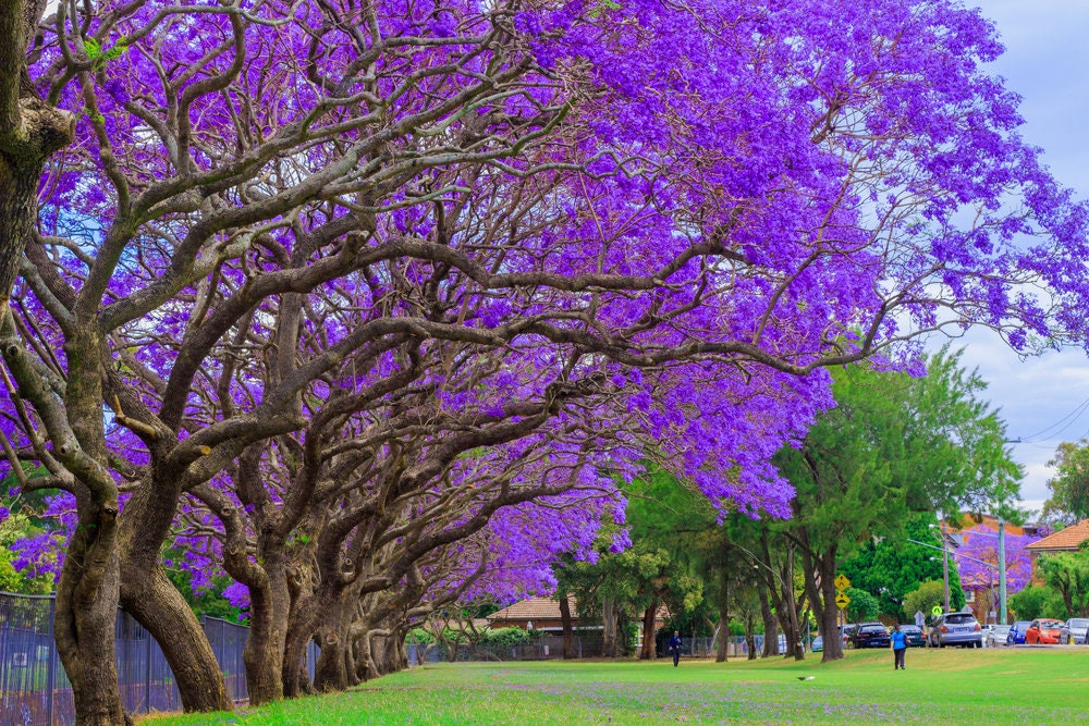 25 Blue Jacaranda Tree Seeds (Jacaranda mimosifolia)