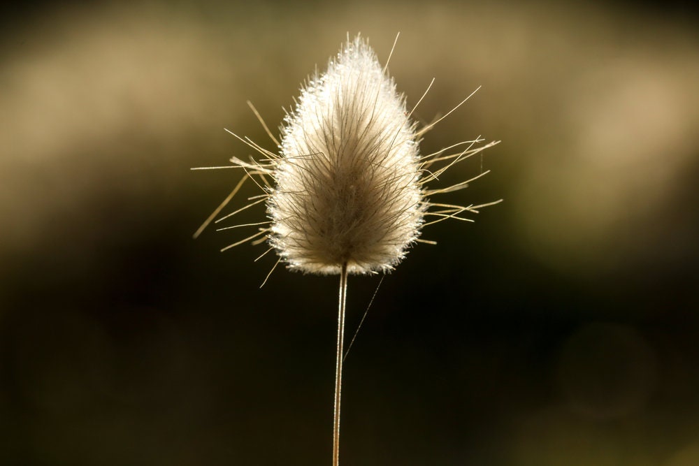 Bunny Tails Ornamental Grass Seeds, Dried Flowers, Crafts, Lagarus Ovatus, 25 Seeds