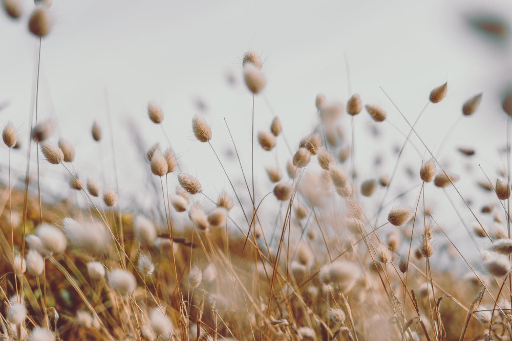 Bunny Tails Ornamental Grass Seeds, Dried Flowers, Crafts, Lagarus Ovatus, 25 Seeds