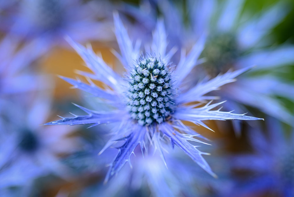 25 Blue Star Seeds to Plant Grow Sea Holly, Eryngium Flower Seeds