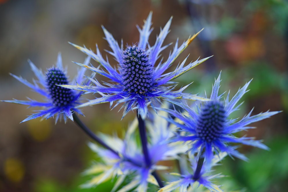 25 Blue Star Seeds to Plant Grow Sea Holly, Eryngium Flower Seeds