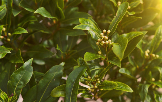 Sweet Bay Laurel Herb Tree Seeds - 4 Seeds to Plant - Laurus nobilis