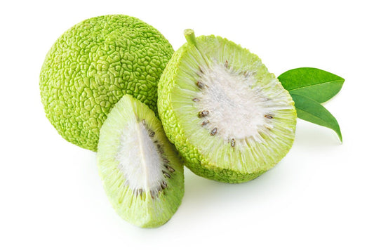 20 Osage Orange Tree Seeds - Exotic Fruit Tree