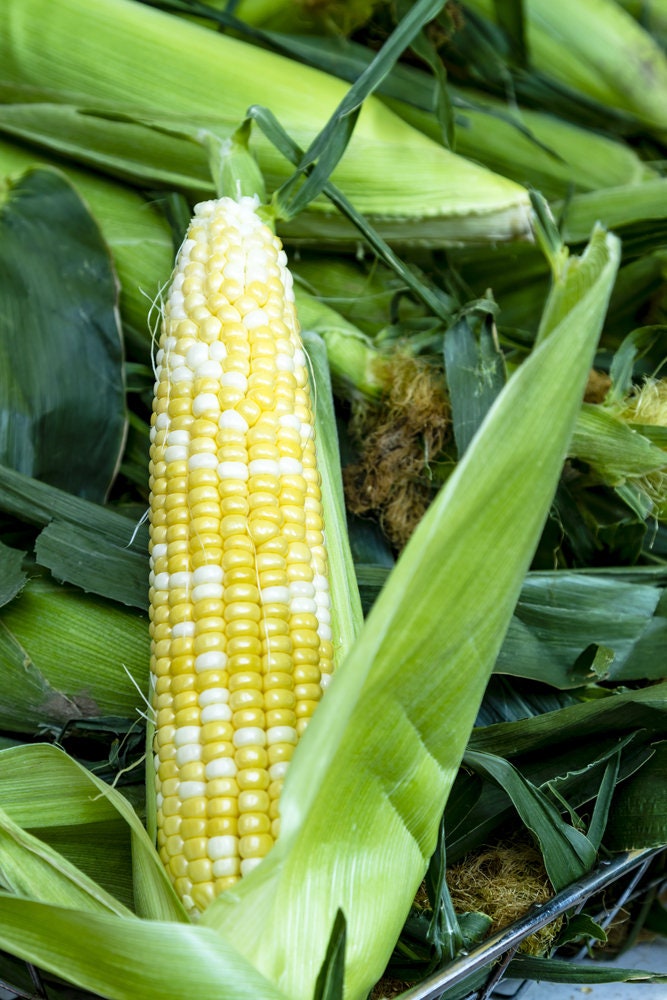 Ambrosia Sweet Corn Seeds 100 Seeds