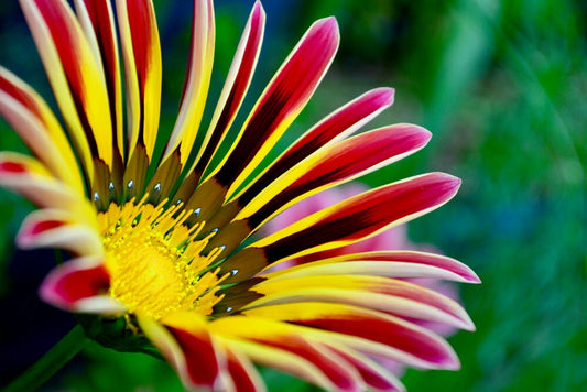 Exotic Gazania Flower Seeds - 100+ Seeds to Grow - Made in USA, Ships from Iowa - Great with Marigold, Roses, Zinnia