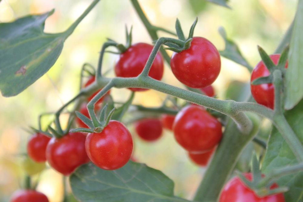 Super Sweet Cherry Tomato Seeds for Planting - 100+ Seeds