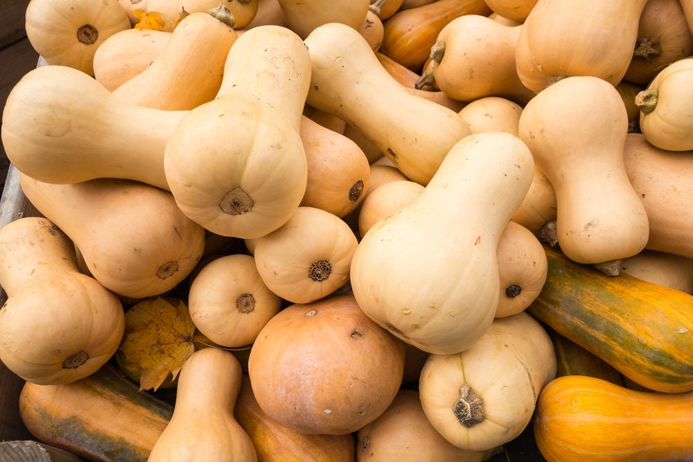 Winter Squash Seeds - 10 Seeds - Grow Butternut Squash