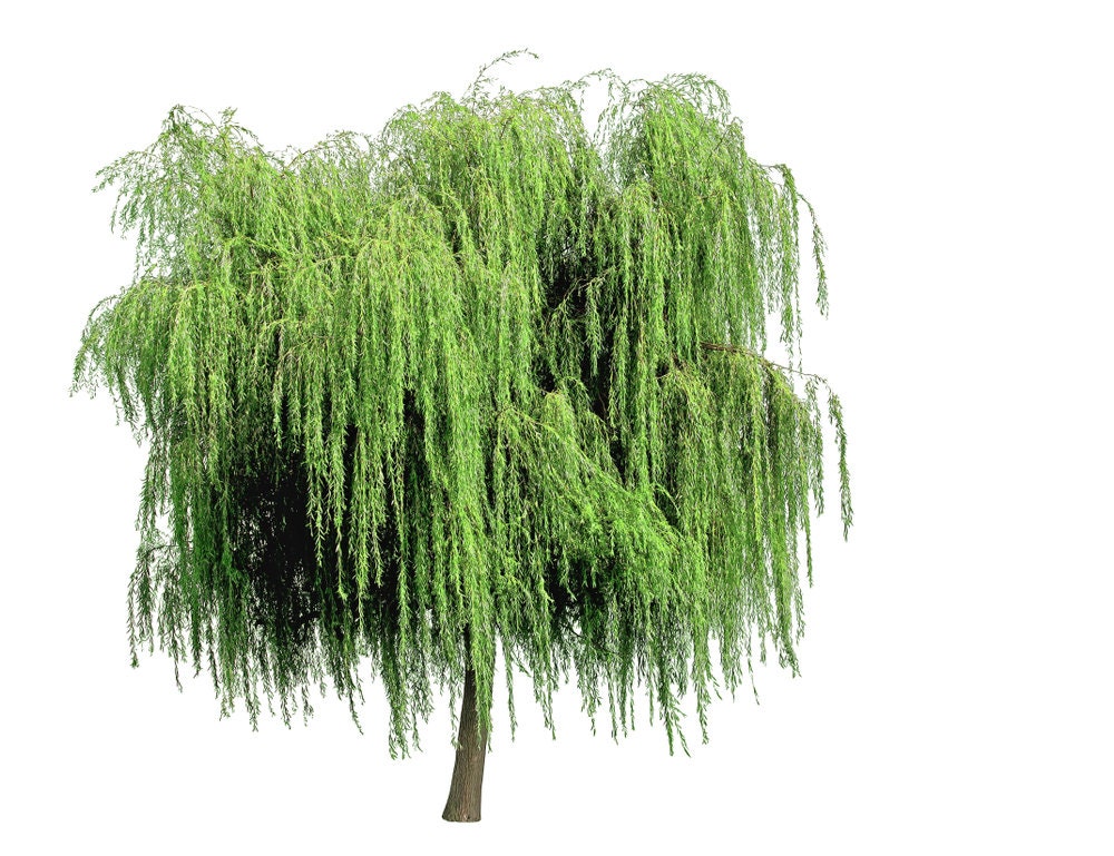 20+ Thin Weeping  Willow Cuttings. Pencil Size or Smaller. Twigs. Great Price. Grow Trees or Make Willow Water