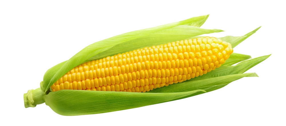 Sweet Corn Seeds for Planting - 100+ Seeds - Hybrid "Incredible Corn"