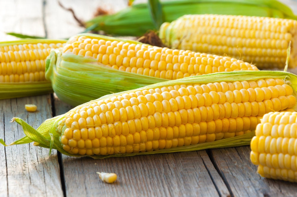 Sweet Corn Seeds for Planting - 100+ Seeds - Hybrid "Incredible Corn"