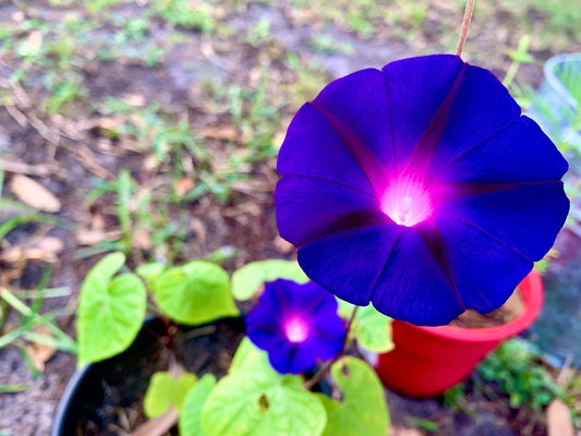 Purple Morning Glory Climbing Vine | 150 Seeds to Plant | Beautiful Flowering Vine - Violet Flowers