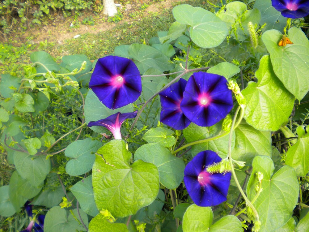 Purple Morning Glory Climbing Vine | 150 Seeds to Plant | Beautiful Flowering Vine - Violet Flowers