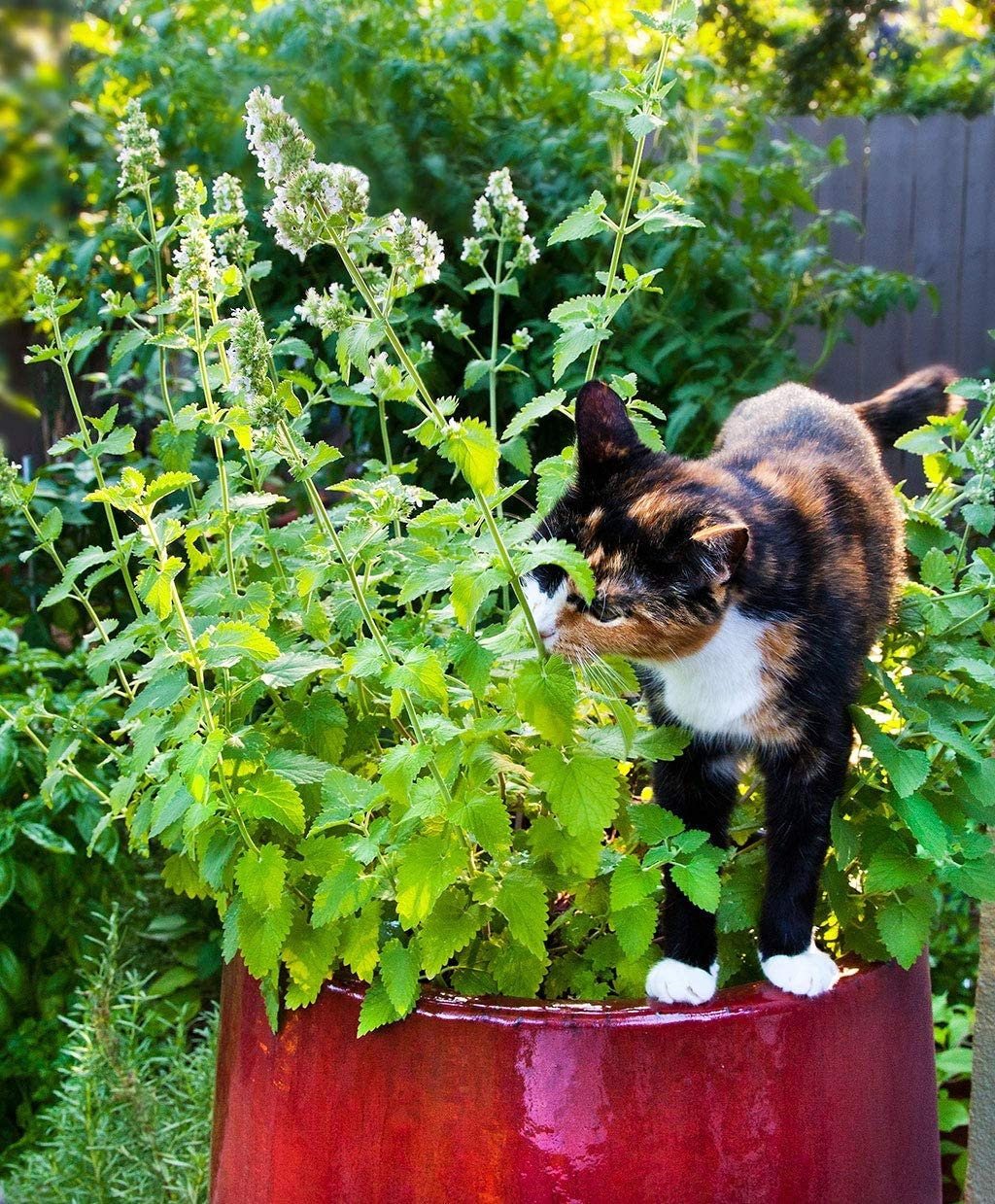 Catnip Seeds to Grow | 150+ Seeds | Cats go Wild for This Easy to Grow Herb | Grow Indoor or Outdoors