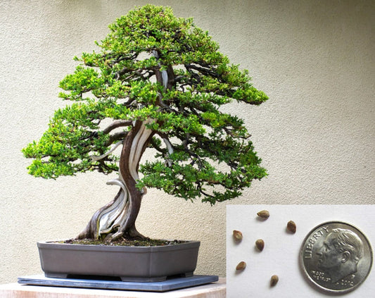 Bonsai Juniper Tree Seeds for Planting | 10+ Seeds | Highly Prized for Bonsai, Evergreen