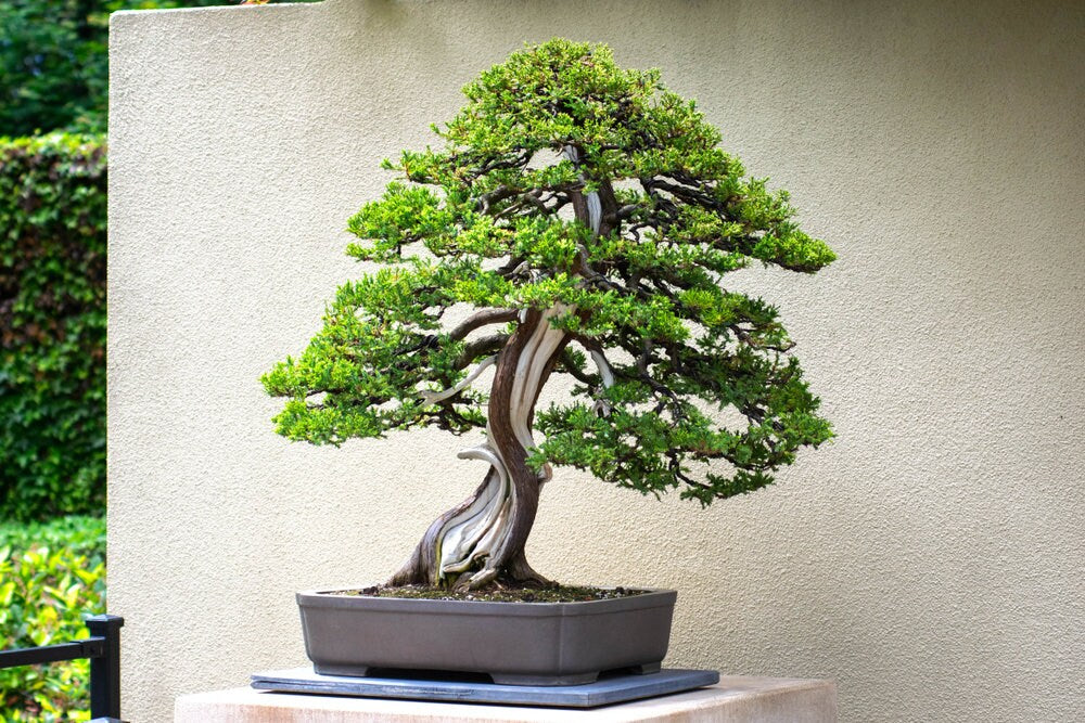 Bonsai Juniper Tree Seeds for Planting | 10+ Seeds | Highly Prized for Bonsai, Evergreen