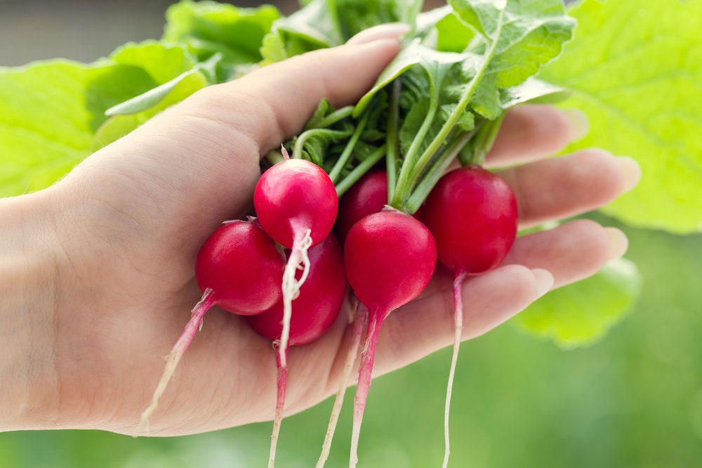 Cherry Belle Radish | 250+ Seeds | Grow Your Own Food, Delicious