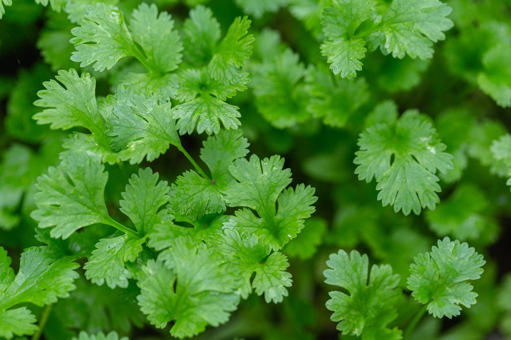 Cilantro Seeds | 250 Seeds | Herb Garden Seeds for Planting. Indoor Herb Garden,Good Outdoor Herbs