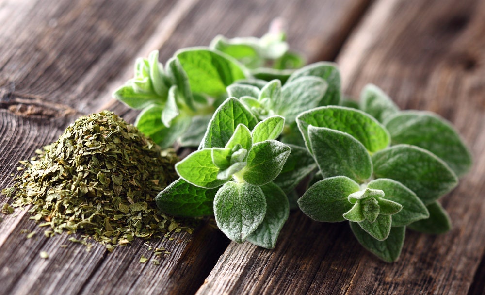 Oregano Seeds | 150+ Seeds | Grow This Tasty Herb in Your Garden