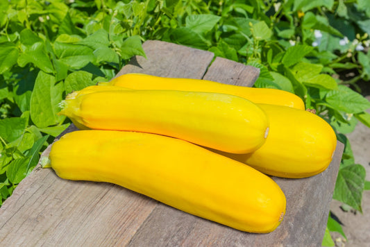 Summer Squash Seeds for Planting - 25+ Seeds - Delicious and Nutritious - Made in USA, Ships from Iowa