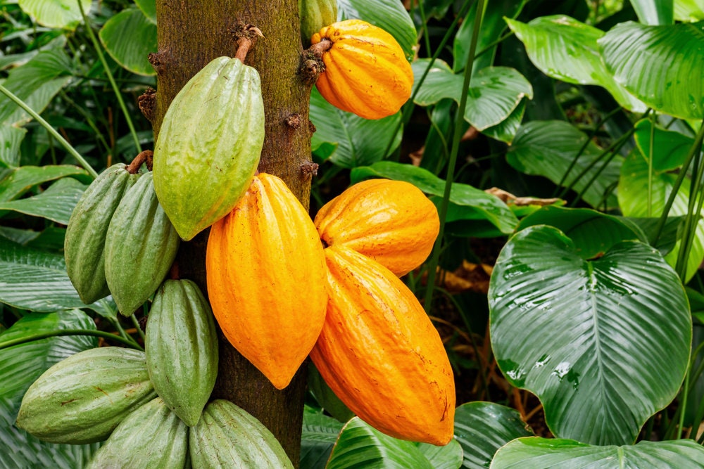 Cocoa Tree Seeds for Planting - Wet Cocoa Seeds - Rare, Exotic Cacao Tree, Chocolate