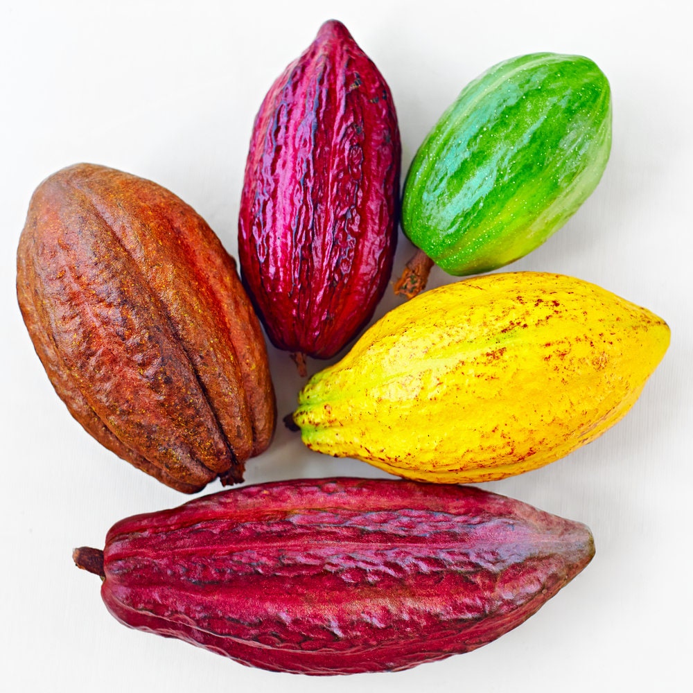 Cocoa Tree Seeds for Planting - Wet Cocoa Seeds - Rare, Exotic Cacao Tree, Chocolate