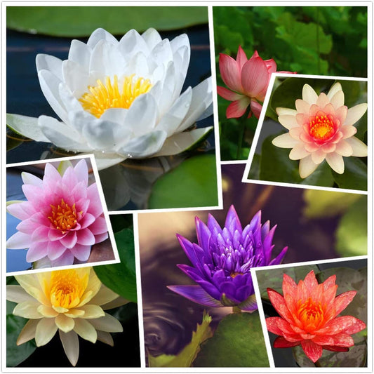 Mixed Lotus Seeds - 10 Seeds - Excellent Water Feature Bonsai