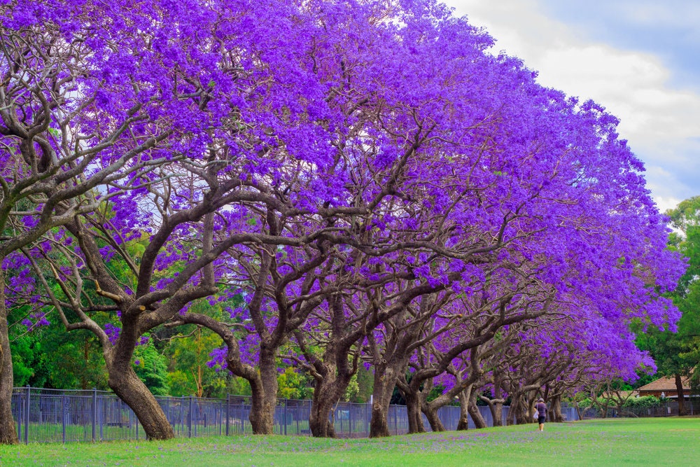 25 Blue Jacaranda Tree Seeds (Jacaranda mimosifolia)