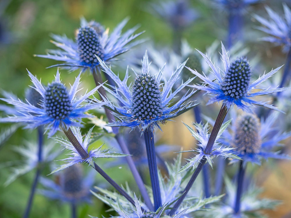 25 Blue Star Seeds to Plant Grow Sea Holly, Eryngium Flower Seeds