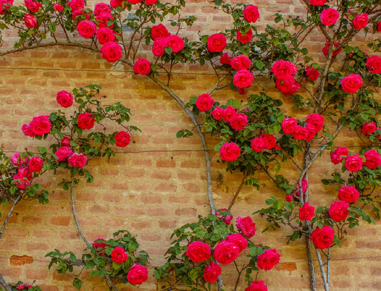 Vining Roses 50 Climbing Rose Vine Seeds - Amazing Growth and Beautiful Roses ...