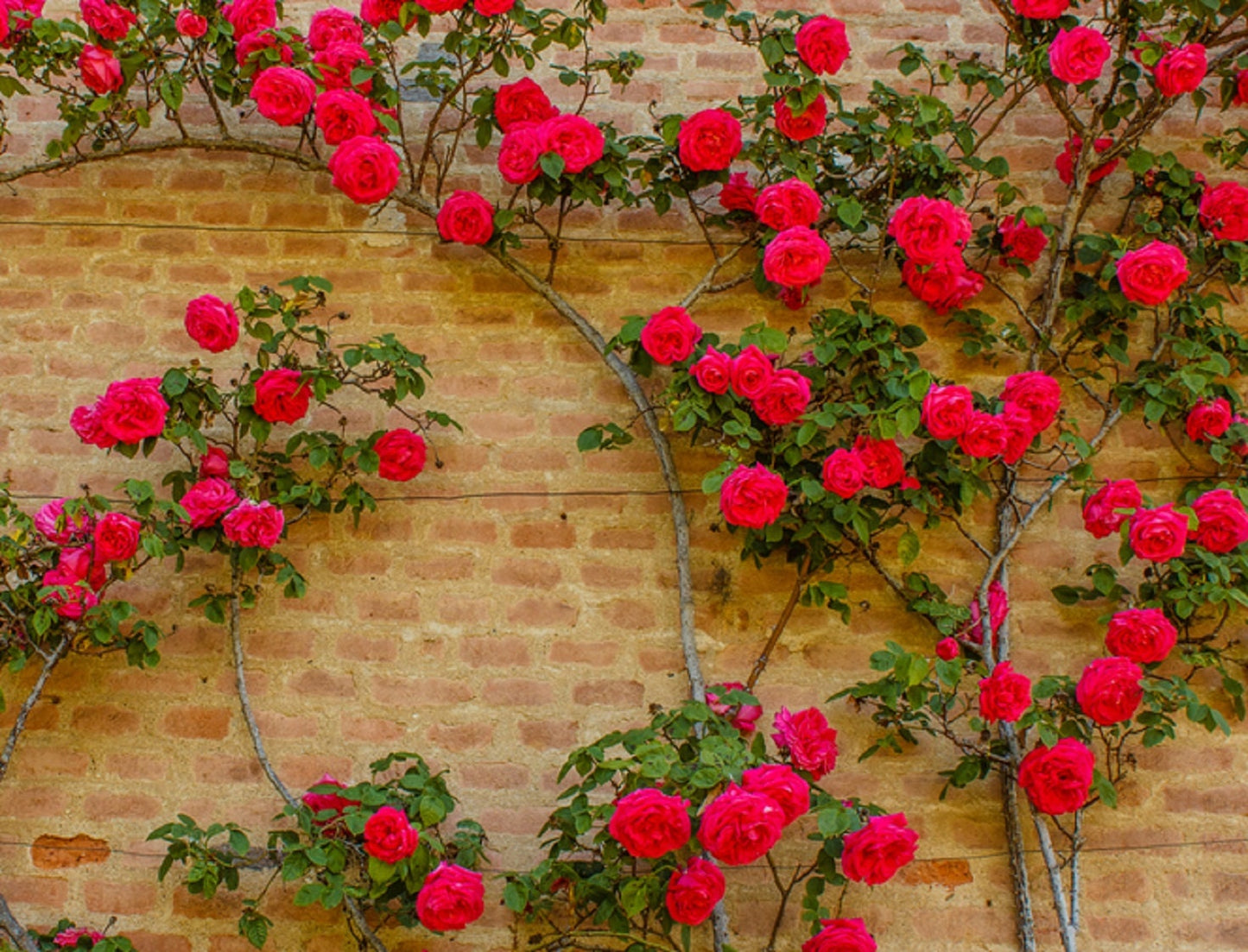 50 Climbing Rose Vine Seeds - Amazing Growth and Beautiful Roses