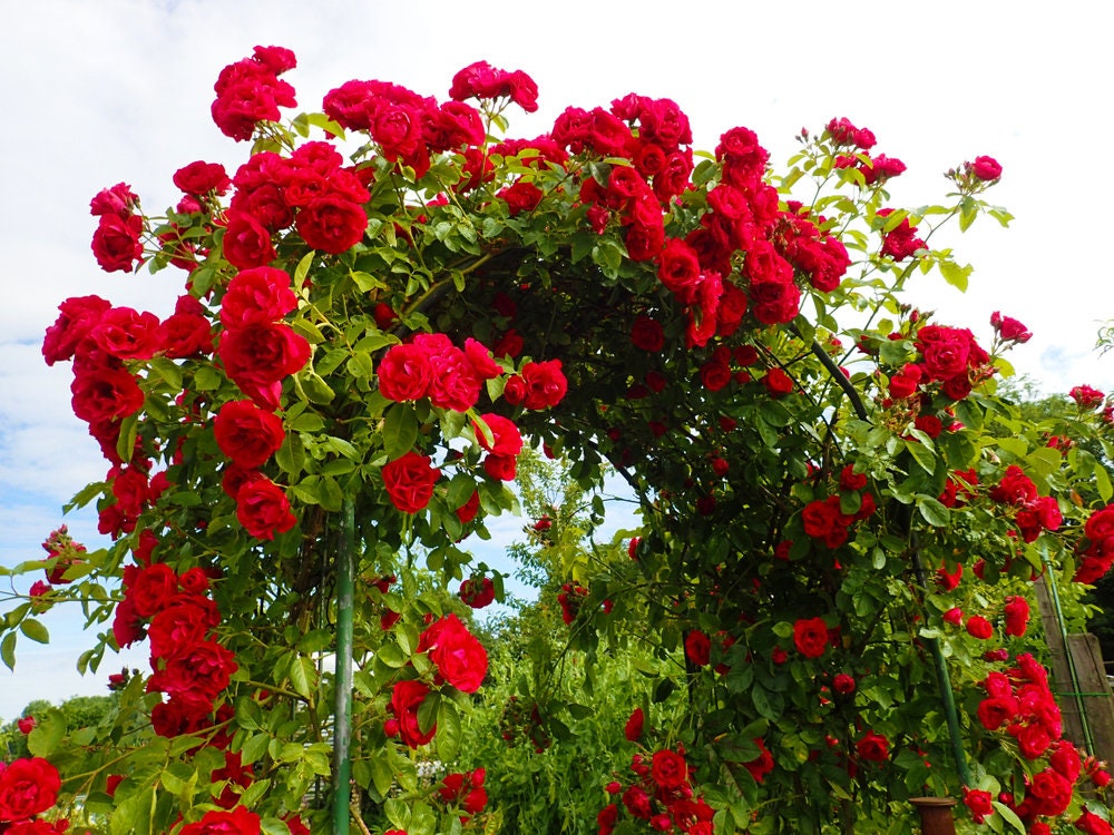 50 Climbing Rose Vine Seeds - Amazing Growth and Beautiful Roses