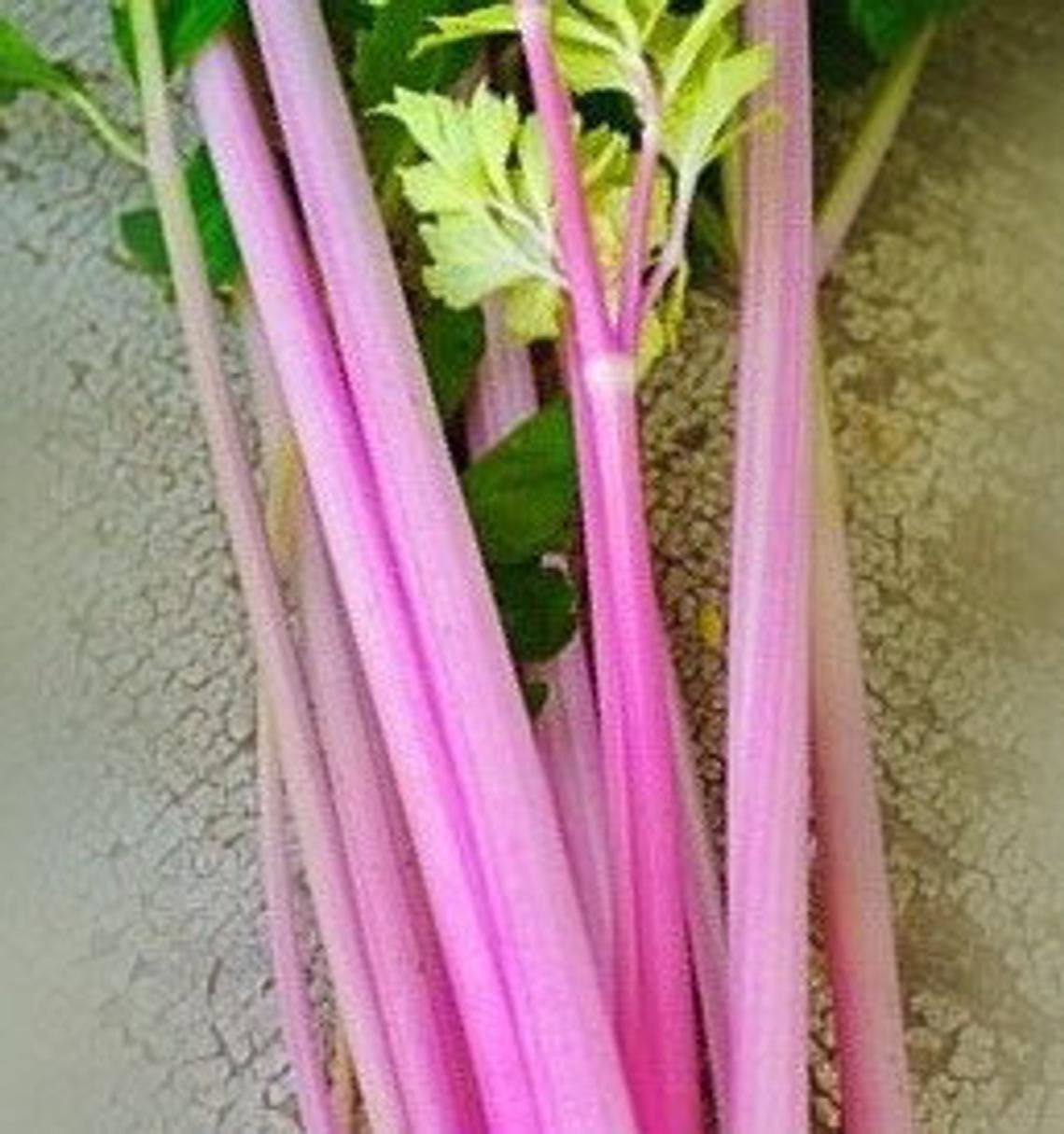 50 Pink Celery Seeds, Chinese, Apium Graveolens, Heirloom, Non GMO