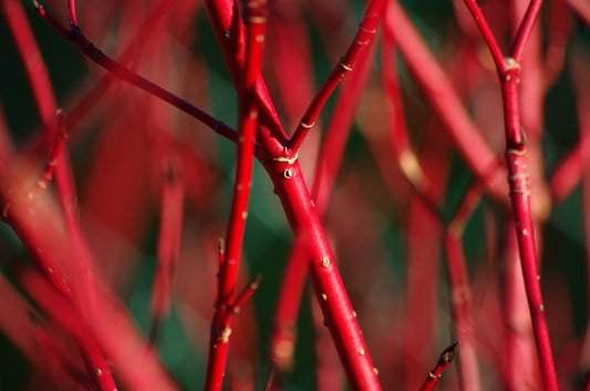 4 Red Dogwood Cuttings to Grow