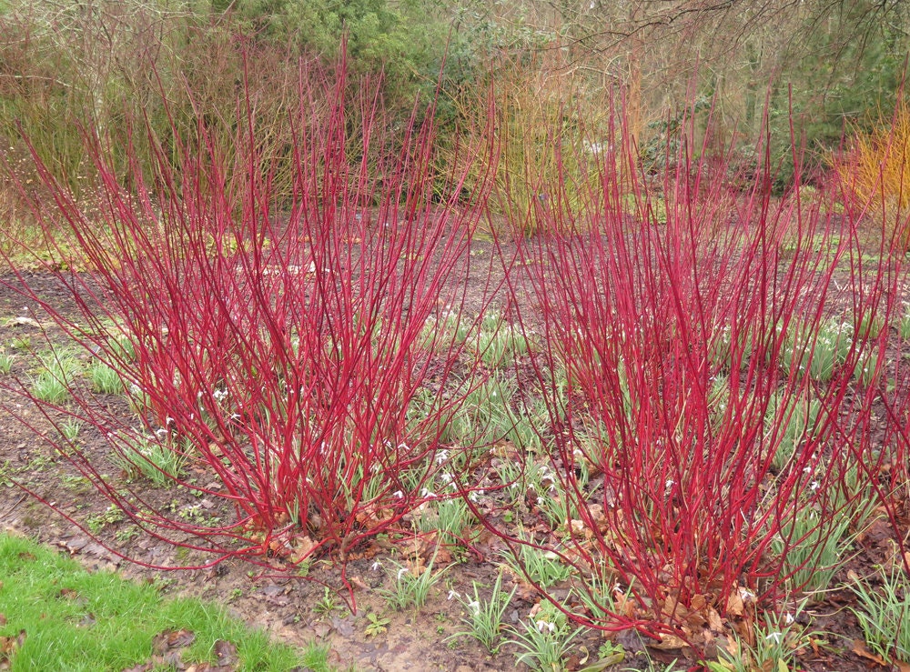 8 Red Dogwood Cuttings to Grow