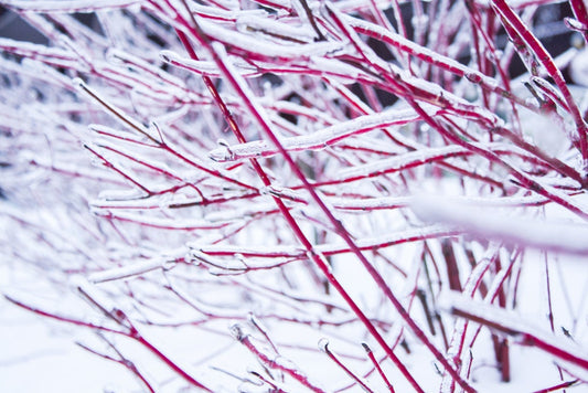 8 Red Dogwood Cuttings to Grow