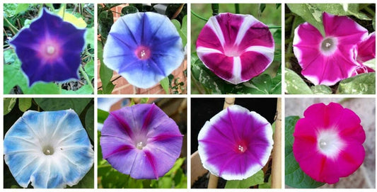 100+ Mixed Japanese Morning Glory Seeds Flowers Ipomoea Nil Flower Vine