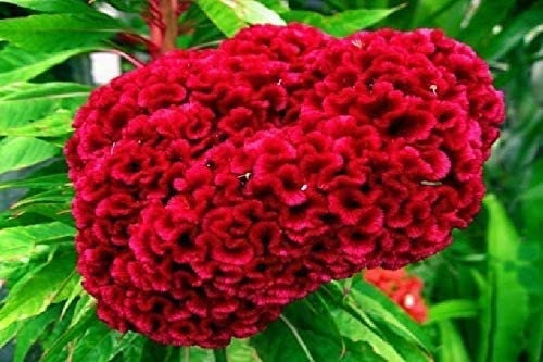 Cockscomb Seeds - 100 Seeds - Amazing Garden Flower - Made in USA - Celosia Seeds