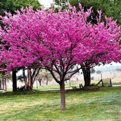 Redbud Tree Seeds to Grow - Early Blooming Pink Flowers Amaze! - Ships from Iowa - Cercis chinensis - Chinese Red Bud Tree