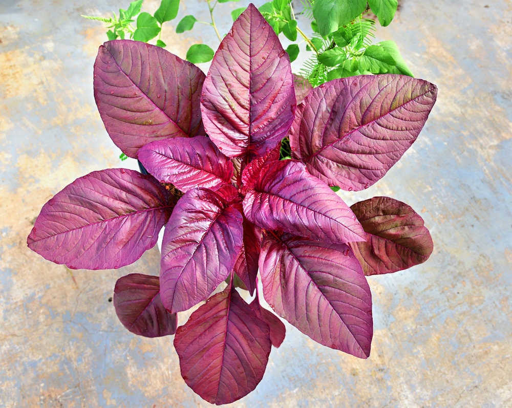 Red Amaranth Spinach Seeds for Planting - 500+ Seeds - Ships from Iowa, USA. Very Healthy Edible Spinach