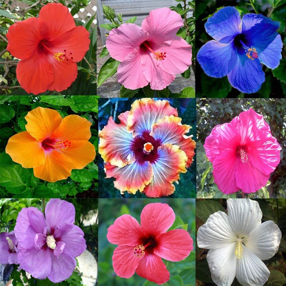 Hibiscus Flower Seeds - 100 Mixed Color Seeds for Planting - Ships from Iowa