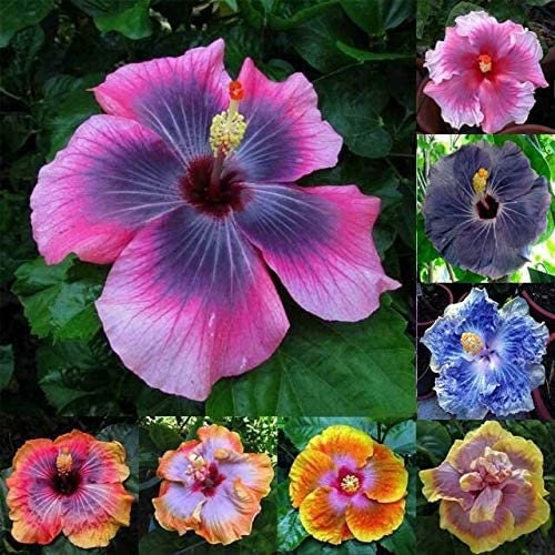 Hibiscus Flower Seeds - 100 Mixed Color Seeds for Planting - Ships from Iowa