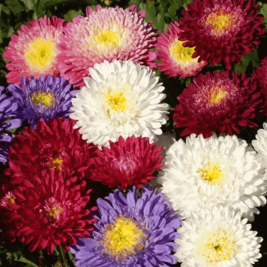 100 Aster Flower Seeds - Powder Puff Mix - Mixed Color Seeds for Planting - Ships from Iowa